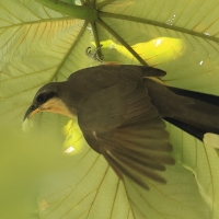 Kukawik namorzynowy - Coccyzus minor - Mangrove Cuckoo