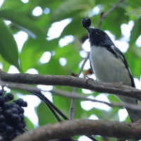 Lasówka granatowa - Setophaga caerulescens - Black-throated Blue Warbler