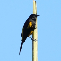 Kacyk haitański - Icterus dominicensis - Hispaniolan Oriole