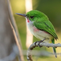 Płaskodziobek duży - Todus subulatus - Broad-billed Tody