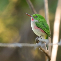Płaskodziobek duży - Todus subulatus - Broad-billed Tody