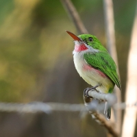 Płaskodziobek duży - Todus subulatus - Broad-billed Tody