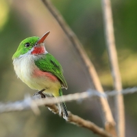 Płaskodziobek duży - Todus subulatus - Broad-billed Tody