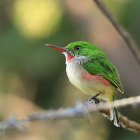 Płaskodziobek duży - Todus subulatus - Broad-billed Tody