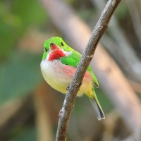 Płaskodziobek duży - Todus subulatus - Broad-billed Tody