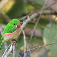 Płaskodziobek duży - Todus subulatus - Broad-billed Tody