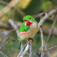 Płaskodziobek duży - Todus subulatus - Broad-billed Tody