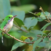Płaskodziobek duży - Todus subulatus - Broad-billed Tody