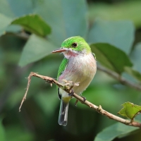 Płaskodziobek duży - Todus subulatus - Broad-billed Tody