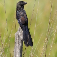 Kleszczojad gładkodzioby - Crotophaga ani - Smooth-billed Ani