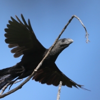 Kleszczojad gładkodzioby - Crotophaga ani - Smooth-billed Ani