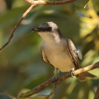 Tyran szary - Tyrannus dominicensis - Grey Kingbird