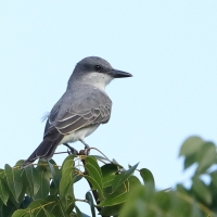 Tyran szary - Tyrannus dominicensis - Grey Kingbird