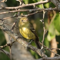 Wireonek płaskodzioby - Vireo nanus - Flat-billed Vireo