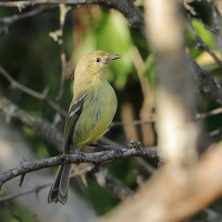 Wireonek płaskodzioby - Vireo nanus - Flat-billed Vireo