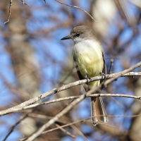 Tyran zadziorny - Tyrannus caudifasciatus - Loggerhead Kingbird