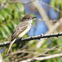 Tyran zadziorny - Tyrannus caudifasciatus - Loggerhead Kingbird