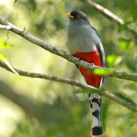 Pilik żółtodzioby - Priotelus roseigaster - Hispaniolan Trogon