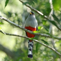 Pilik żółtodzioby - Priotelus roseigaster - Hispaniolan Trogon