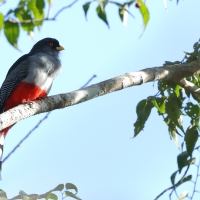 Pilik żółtodzioby - Priotelus roseigaster - Hispaniolan Trogon