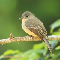 Piwik hispaniolski - Contopus hispaniolensis - Hispaniolan Pewee