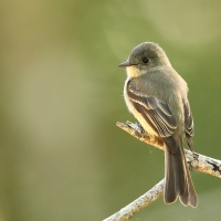 Piwik hispaniolski - Contopus hispaniolensis - Hispaniolan Pewee