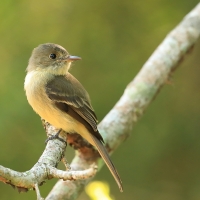 Piwik hispaniolski - Contopus hispaniolensis - Hispaniolan Pewee