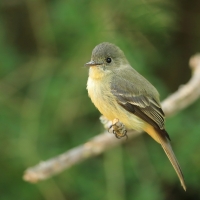 Piwik hispaniolski - Contopus hispaniolensis - Hispaniolan Pewee