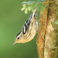 Pstroszka - Mniotilta varia - Black-and-white Warbler