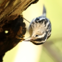 Pstroszka - Mniotilta varia - Black-and-white Warbler