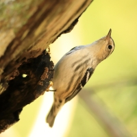 Pstroszka - Mniotilta varia - Black-and-white Warbler