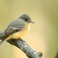 Piwik hispaniolski - Contopus hispaniolensis - Hispaniolan Pewee