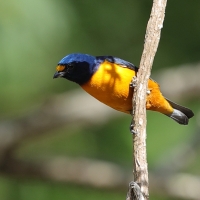 Organka śpiewna - Euphonia musica - Antillean Euphonia