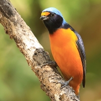Organka śpiewna - Euphonia musica - Antillean Euphonia