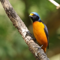 Organka śpiewna - Euphonia musica - Antillean Euphonia