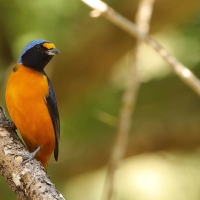 Organka śpiewna - Euphonia musica - Antillean Euphonia