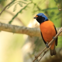 Organka śpiewna - Euphonia musica - Antillean Euphonia