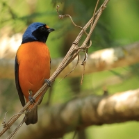 Organka śpiewna - Euphonia musica - Antillean Euphonia