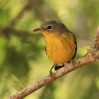 Lasówka sosnowa - Setophaga pinus - Pine Warbler