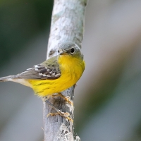 Lasówka sosnowa - Setophaga pinus - Pine Warbler
