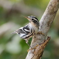 Pstroszka - Mniotilta varia - Black-and-white Warbler
