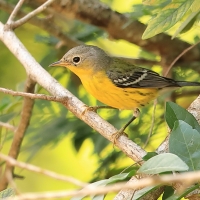 Lasówka sosnowa - Setophaga pinus - Pine Warbler