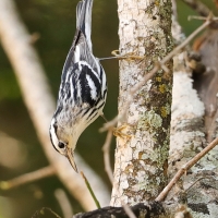 Pstroszka - Mniotilta varia - Black-and-white Warbler