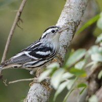 Pstroszka - Mniotilta varia - Black-and-white Warbler