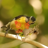 Cukrzyk bananowy- Coereba flaveola - Bananaquit