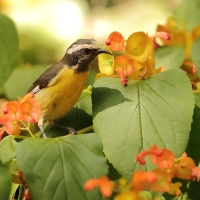 Cukrzyk bananowy- Coereba flaveola - Bananaquit