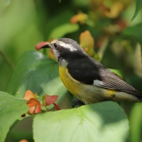 Cukrzyk bananowy- Coereba flaveola - Bananaquit