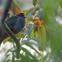Pilik żółtodzioby - Priotelus roseigaster - Hispaniolan Trogon