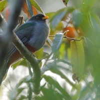 Pilik żółtodzioby - Priotelus roseigaster - Hispaniolan Trogon