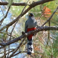 Pilik żółtodzioby - Priotelus roseigaster - Hispaniolan Trogon